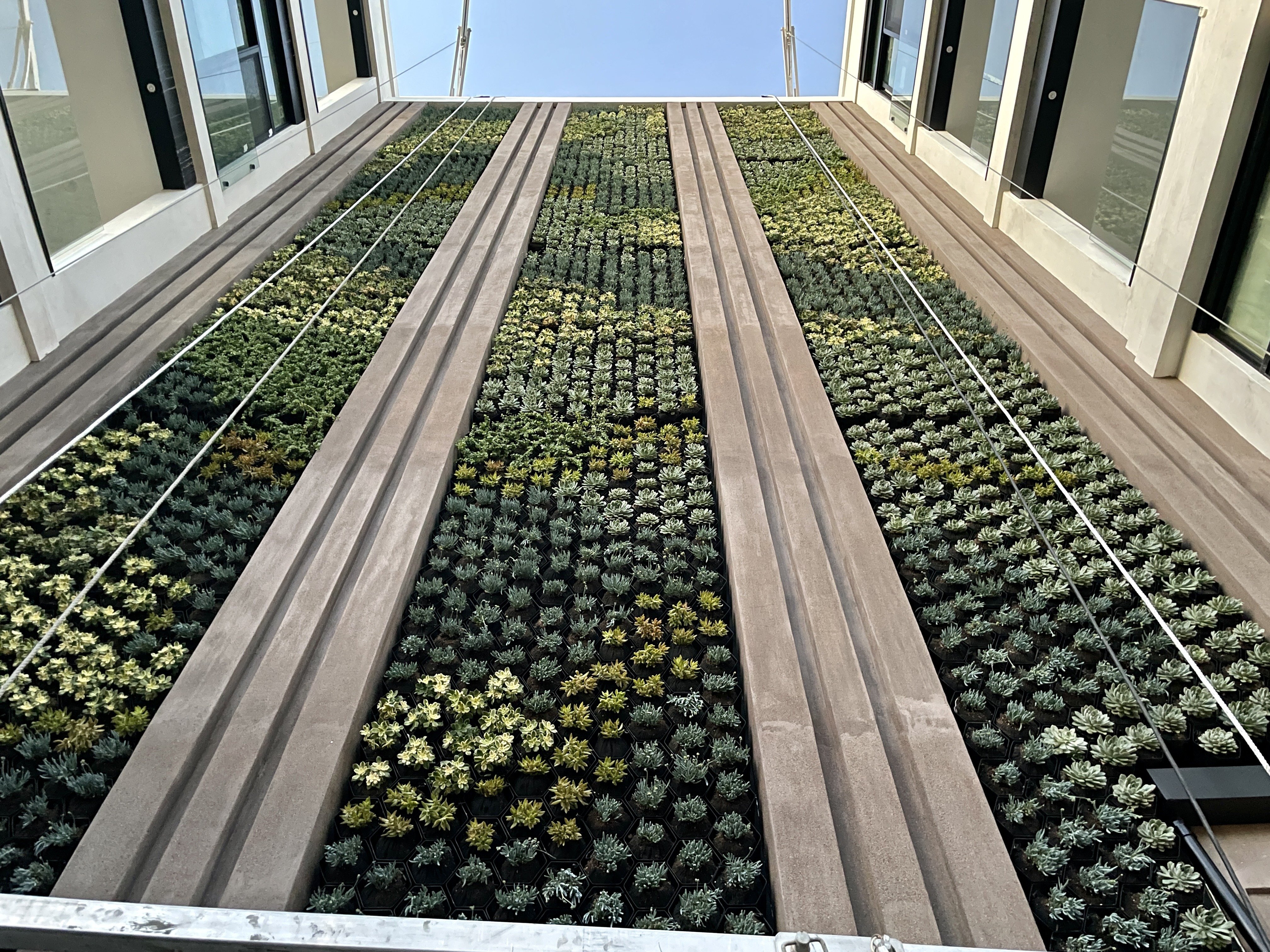 Succulent Commercial Wall