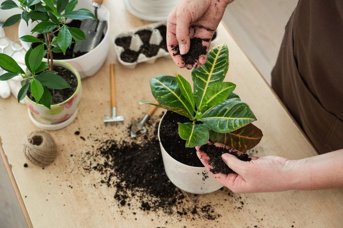 person planting a pot plant